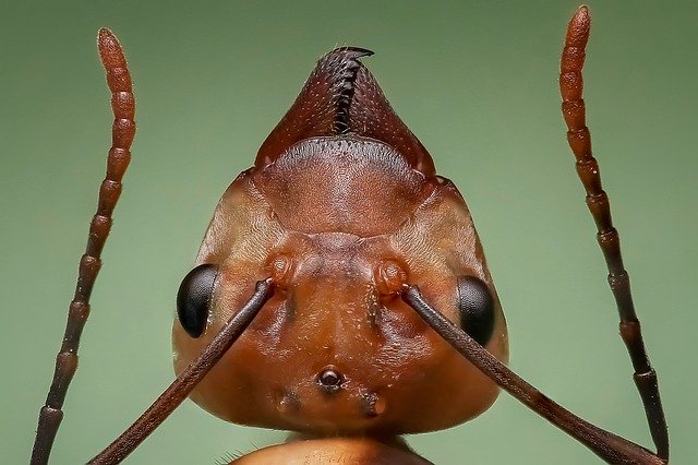 hlava mravence