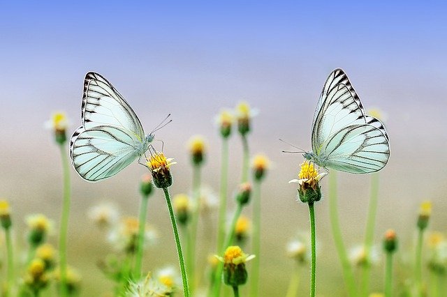 motýly